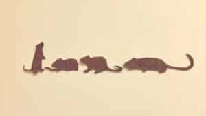 Este artigo toma como ponto de partida um símbolo recorrente nos sonhos: o rato, que surge em diversas cenas psíquicas do sonhador.