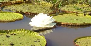 Este ensaio propõe-se a ampliar a reflexão sobre a elegância no pensar, no sentir e no agir, tal como se manifesta na vida cotidiana, estabelecendo conexões com a teoria junguiana.