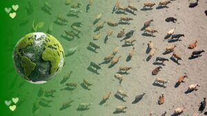 A “sombra verde” aponta para a necessidade de uma ampliação de consciência que desenvolva a nível coletivo uma profunda compaixão pelas outras espécies animais, assim como pela humanidade.